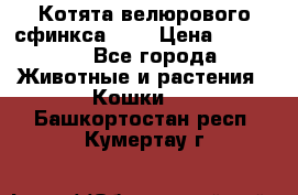 Котята велюрового сфинкса. .. › Цена ­ 15 000 - Все города Животные и растения » Кошки   . Башкортостан респ.,Кумертау г.